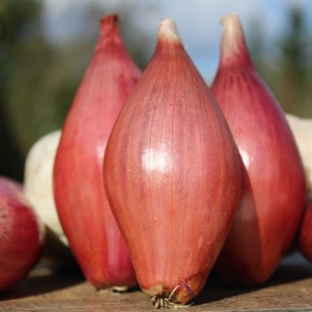 Zwiebel Rossa Lunga di Firenze  (Samen)