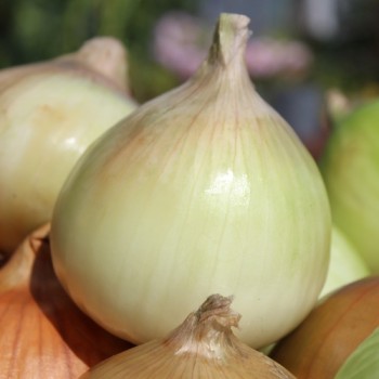 Zwiebel Walla Walla (Samen)