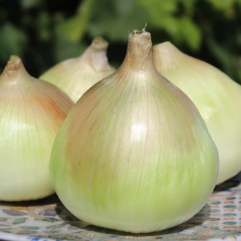 Zwiebel Walla Walla (Samen)