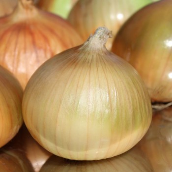 Zwiebel Walla Walla (Samen)