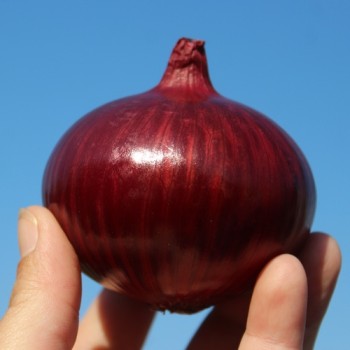 Zwiebel Wenta (Samen)