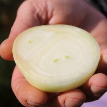 Zwiebel Rijnsburger 5 (Samen)