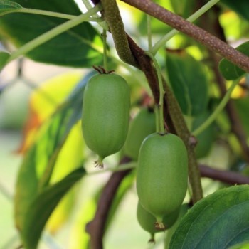 Mini-Kiwi Issai zwittrig (Pflanze)