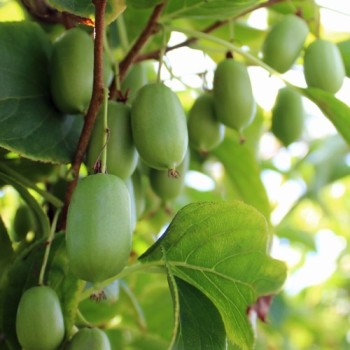 Mini-Kiwi Issai zwittrig (Pflanze)