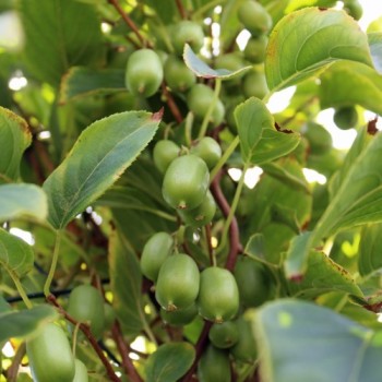 Mini-Kiwi Issai zwittrig (Pflanze)