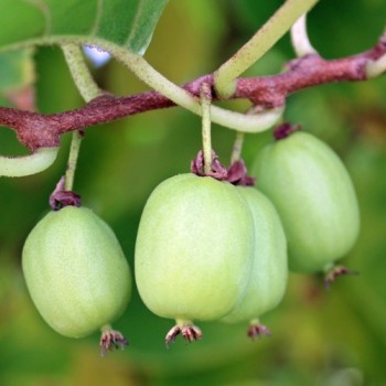 Mini-Kiwi Kokuwa zwittrig (Pflanze)