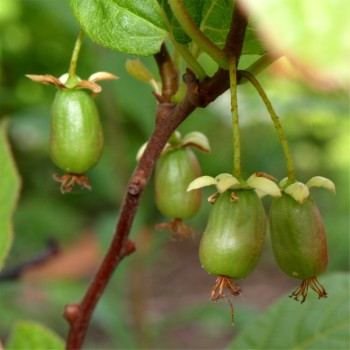 Sibirische Kiwi Aromatnaya weiblich (Pflanze)