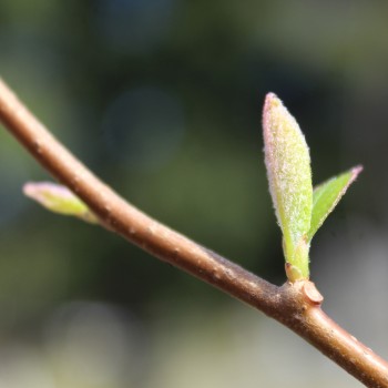 Sibirische Kiwi Adam männlich (Pflanze)