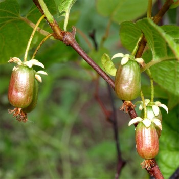 Sibirische Kiwi Aromatnaya weiblich (Pflanze)