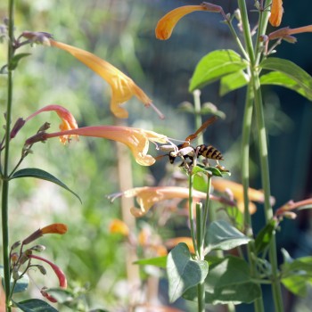 Agastache Apricot Sunrise (Samen)