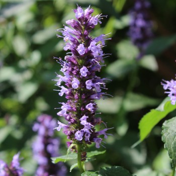 Agastache Dark Night (Samen)