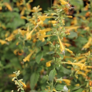 Agastache Sunset Yellow (Samen)