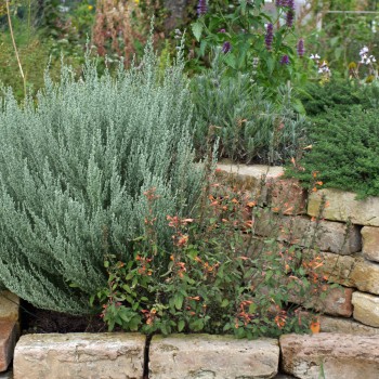 Agastache Apricot Sunrise (Samen)