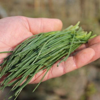 Agretti (Samen)