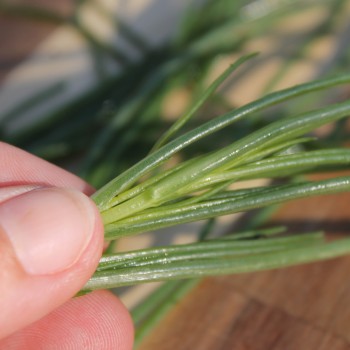 Agretti (Samen)