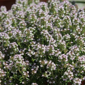 Akazienthymian (Pflanze)