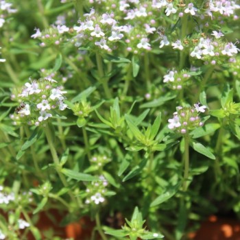 Akazienthymian (Pflanze)