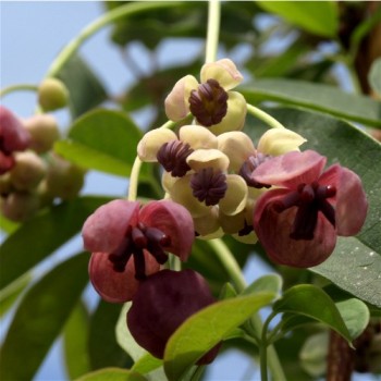 Akebia White Chocolate (Pflanze)