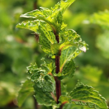 Algerische Fruchtminze