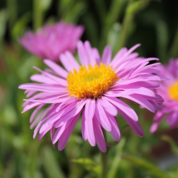 Alpen-Aster pink (Samen)