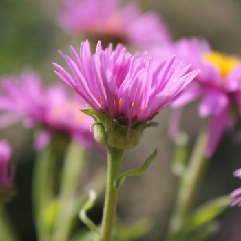 Alpen-Aster pink (Samen)