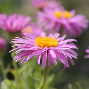 Alpen-Aster pink (Samen)