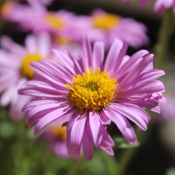 Alpen-Aster pink (Samen)