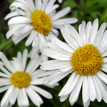 Alpen-Aster White (Samen)