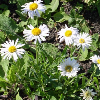 Alpen-Aster White (Samen)