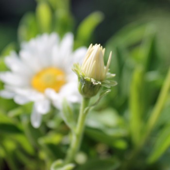 Alpen-Aster White (Samen)