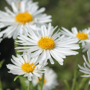 Alpen-Aster White (Samen)