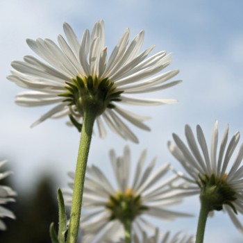 Alpen-Aster White (Samen)