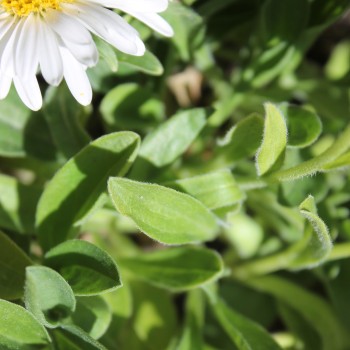 Alpen-Aster White (Samen)