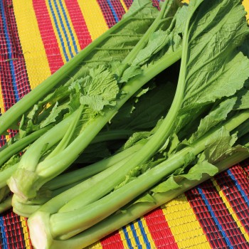 Am Choi (Samen)
