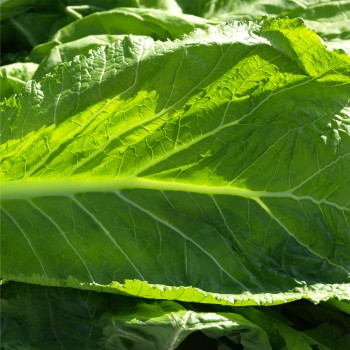 Am Choi (Samen)