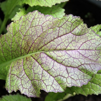 Am Choi Red Giant (Samen)