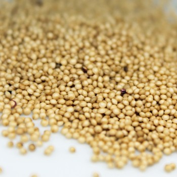 Amaranth All Red (Samen)