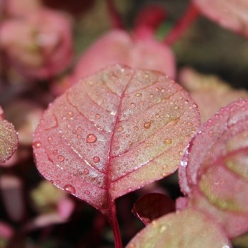 Gemüseamaranth Ruby (Samen)