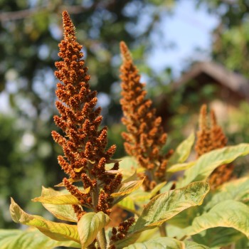 Amaranth Azhurnyy (Samen)