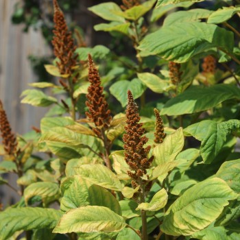 Amaranth Azhurnyy (Samen)