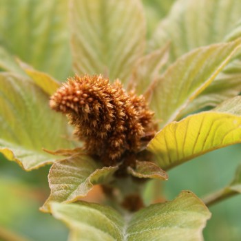 Amaranth Azhurnyy (Samen)