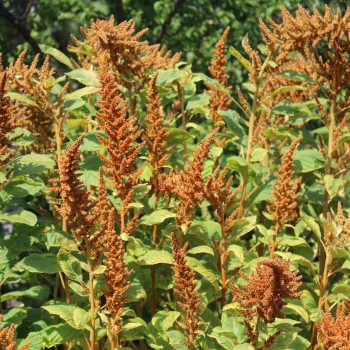 Amaranth Azhurnyy (Samen)