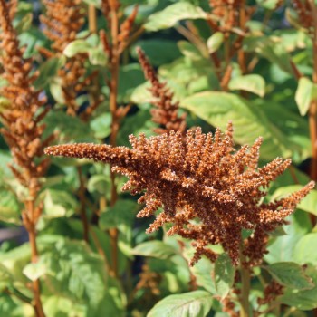 Amaranth Azhurnyy (Samen)
