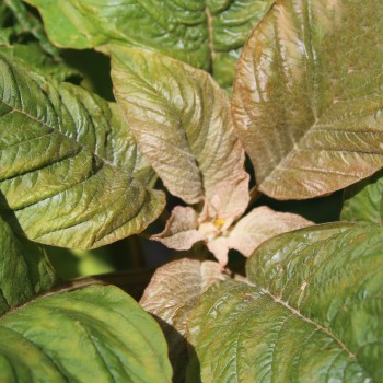 Amaranth Azhurnyy (Samen)