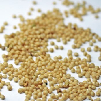 Amaranth Azhurnyy (Samen)