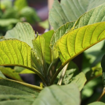 Amaranth Golden Giant (Samen)