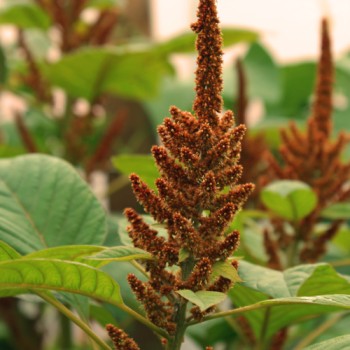 Amaranth Golden Giant (Samen)