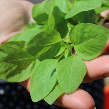 Amaranth Golden Giant (Samen)