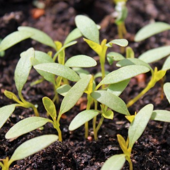 Amaranth Golden Giant (Samen)