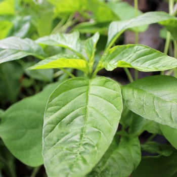Amaranth Green Thumb (Samen)